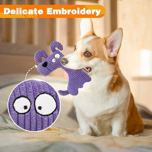 Corgi sitting on a bed with a purple toy in its mouth.