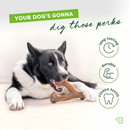 Dog chewing bone with benefits: long-lasting, durable, cleans teeth.