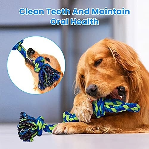 Golden retriever chewing a colorful rope toy for oral health.