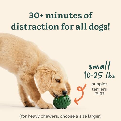 Small dog chewing on a toy for 30+ minutes of distraction.