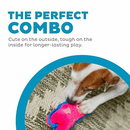 Dog chewing a colorful toy on a carpet.