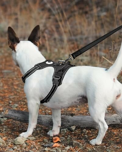 Small dog wearing a harness and leash outdoors