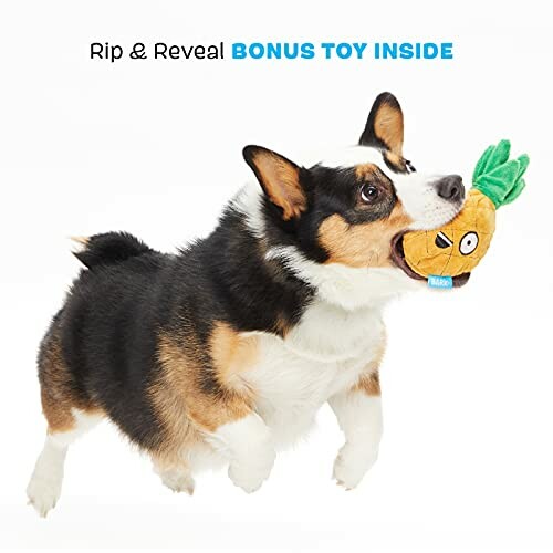 Dog playing with a pineapple-shaped toy.
