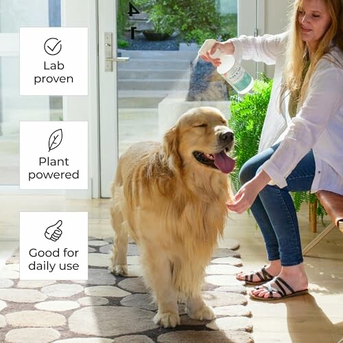 Woman spraying golden retriever with pet product indoors.