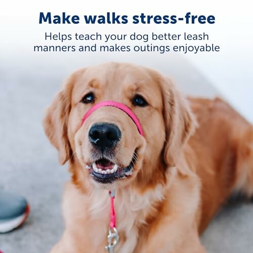 Golden retriever with a headcollar promoting stress-free walks.