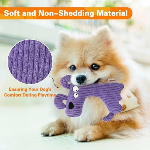 Fluffy dog holding a purple toy in its mouth.