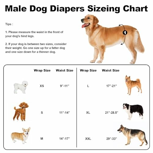Chart showing sizes for male dog diapers with images of different dog breeds and waist measurements.