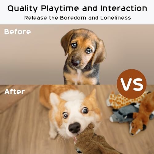 Before and after images of dogs playing to show quality playtime and interaction.