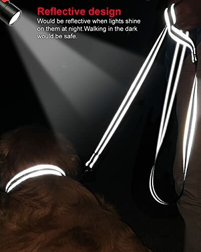 Dog wearing reflective leash and collar under spotlight at night.