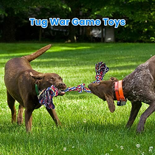 Two dogs playing tug of war with a rope toy on grass.